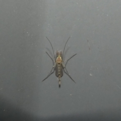 Chironomidae (family) (Non-biting Midge) at McKellar, ACT - 2 Aug 2022 by Birdy