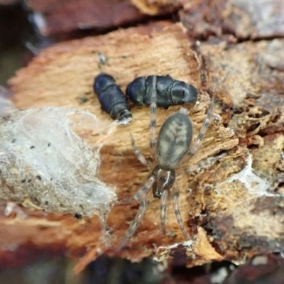 Clubionidae (family) (Sac Spider) at Aranda Bushland - 6 Aug 2022 by CathB