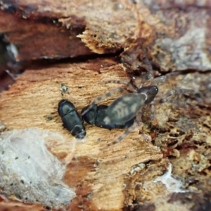 Clubionidae (family) at Aranda, ACT - 6 Aug 2022