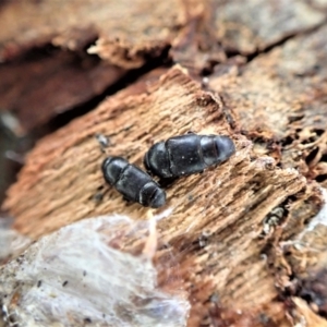 Nitidulidae sp. (family) at Aranda, ACT - 6 Aug 2022