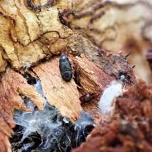 Tachyporinae (subfamily) at Aranda, ACT - 6 Aug 2022