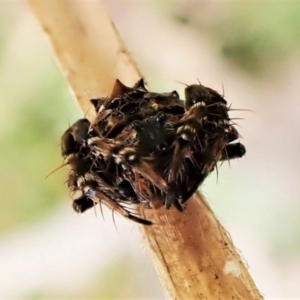 Arkys alticephala at Molonglo Valley, ACT - 23 Jul 2022