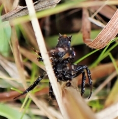 Arkys alticephala at Molonglo Valley, ACT - 23 Jul 2022 02:04 PM