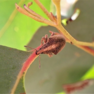 Gonipterus scutellatus (Eucalyptus snout beetle, gum tree weevil) at Aranda, ACT - 18 Jul 2022 by CathB
