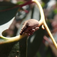 Gonipterus scutellatus at Aranda, ACT - 18 Jul 2022