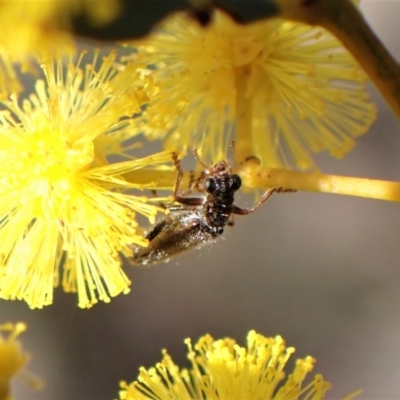 Lemidia subaenea (Clerid beetle) at Aranda, ACT - 18 Jul 2022 by CathB