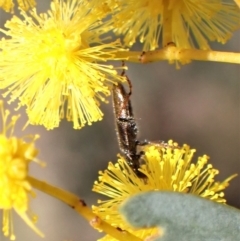 Lemidia subaenea at Aranda, ACT - 18 Jul 2022