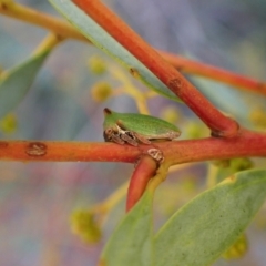 Sextius virescens (Acacia horned treehopper) at Molonglo Valley, ACT - 22 Jun 2022 by CathB