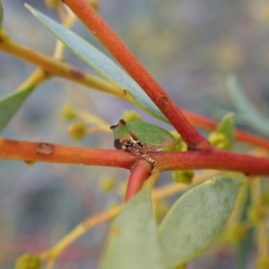 Sextius virescens at Molonglo Valley, ACT - 22 Jun 2022