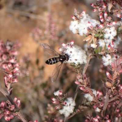 Melangyna sp. (genus) (Hover Fly) at Aranda Bushland - 23 Jul 2022 by CathB