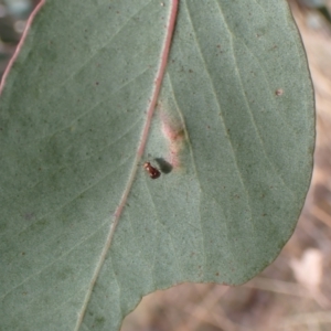 Steganopsis melanogaster at Aranda, ACT - 23 Jul 2022 03:05 PM