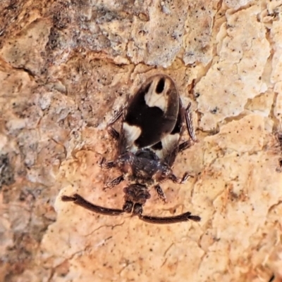 Aradellus cygnalis (An assassin bug) at Mount Painter - 24 Jul 2022 by CathB