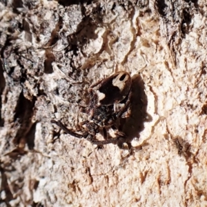 Aradellus cygnalis at Cook, ACT - 24 Jul 2022