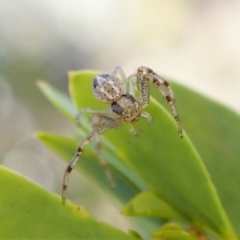 Australomisidia sp. (genus) (Flower spider) at Molonglo Valley, ACT - 30 Jul 2022 by CathB