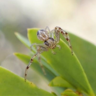 Australomisidia sp. (genus) (Flower spider) at Aranda Bushland - 30 Jul 2022 by CathB