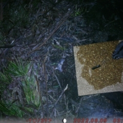 Petaurus notatus (Krefft’s Glider, Sugar Glider) at Acton, ACT - 8 Aug 2022 by MaddyS