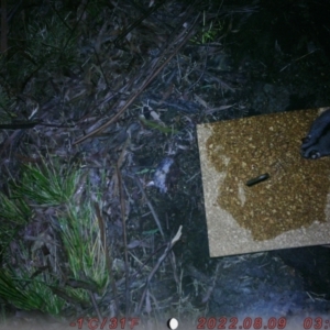 Petaurus notatus at Acton, ACT - 9 Aug 2022 03:07 AM