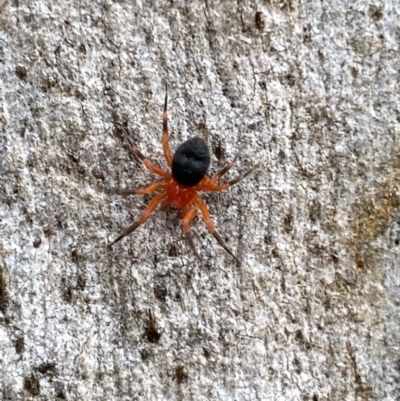 Nicodamidae (family) (Red and Black Spider) at Isaacs, ACT - 14 Aug 2022 by SteveBorkowskis