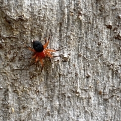 Nicodamidae (family) at Isaacs, ACT - 14 Aug 2022