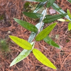 Olea europaea subsp. cuspidata (African Olive) at Isaacs, ACT - 14 Aug 2022 by Steve_Bok