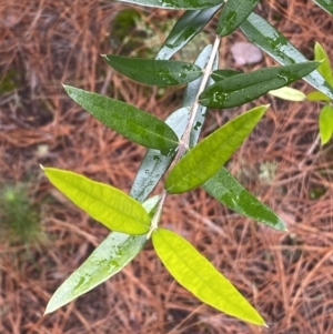 Olea europaea subsp. cuspidata at Isaacs, ACT - 14 Aug 2022 01:24 PM