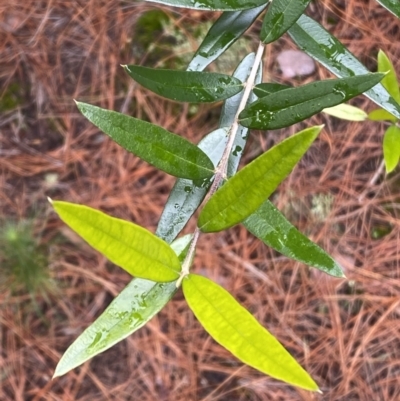 Olea europaea subsp. cuspidata (African Olive) at Isaacs, ACT - 14 Aug 2022 by Steve_Bok