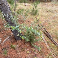 Olea europaea subsp. cuspidata at Isaacs, ACT - 14 Aug 2022 01:24 PM