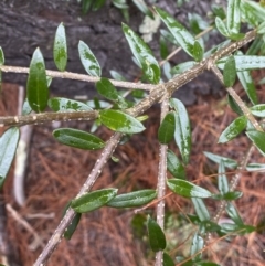 Olea europaea subsp. cuspidata at Isaacs, ACT - 14 Aug 2022 01:24 PM