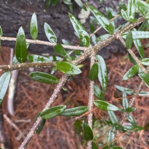 Olea europaea subsp. cuspidata at Isaacs, ACT - 14 Aug 2022 01:24 PM