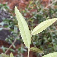 Olea europaea subsp. cuspidata at Isaacs, ACT - 14 Aug 2022 01:24 PM