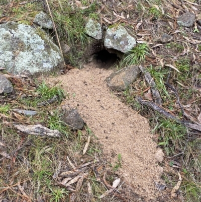 Oryctolagus cuniculus (European Rabbit) at Isaacs Ridge - 14 Aug 2022 by Steve_Bok