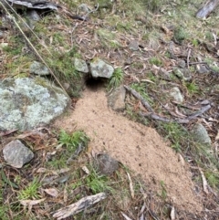 Oryctolagus cuniculus at Isaacs, ACT - 14 Aug 2022