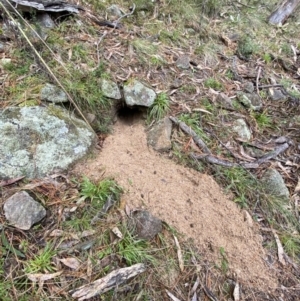 Oryctolagus cuniculus at Isaacs, ACT - 14 Aug 2022