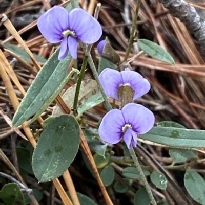 Hovea heterophylla (Common Hovea) at Isaacs Ridge - 14 Aug 2022 by Steve_Bok