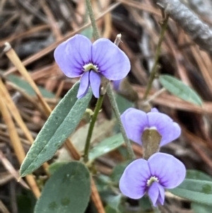 Hovea heterophylla at Isaacs, ACT - 14 Aug 2022 01:05 PM