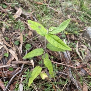 Olearia lirata at Isaacs, ACT - 14 Aug 2022