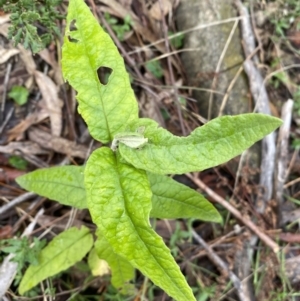 Olearia lirata at Isaacs, ACT - 14 Aug 2022