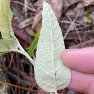 Olearia lirata at Isaacs, ACT - 14 Aug 2022