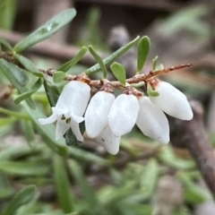 Cryptandra amara (Bitter Cryptandra) at Isaacs Ridge - 14 Aug 2022 by Steve_Bok