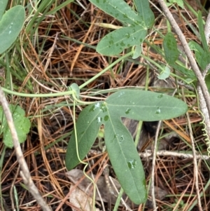 Passiflora subpeltata at Isaacs, ACT - 14 Aug 2022