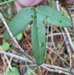 Passiflora subpeltata at Isaacs, ACT - 14 Aug 2022 11:59 AM