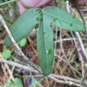 Passiflora subpeltata at Isaacs, ACT - 14 Aug 2022