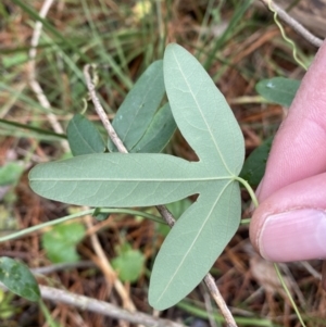 Passiflora subpeltata at Isaacs, ACT - 14 Aug 2022