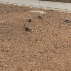 Ocyphaps lophotes (Crested Pigeon) at City Renewal Authority Area - 14 Aug 2022 by lambdene