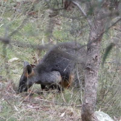 Wallabia bicolor (Swamp Wallaby) at Isaacs, ACT - 14 Aug 2022 by Steve_Bok