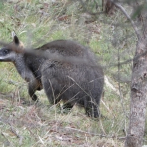 Wallabia bicolor at Isaacs, ACT - 14 Aug 2022 02:06 PM