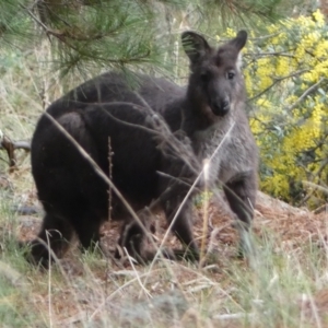 Osphranter robustus robustus at Isaacs, ACT - 14 Aug 2022