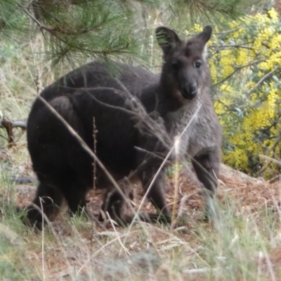 Osphranter robustus (Wallaroo) at Isaacs Ridge - 14 Aug 2022 by Steve_Bok