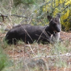 Osphranter robustus robustus at Isaacs, ACT - 14 Aug 2022