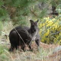 Osphranter robustus robustus at Isaacs, ACT - 14 Aug 2022